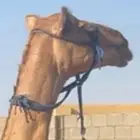 نياق انتاج ولانتاجهن روابط