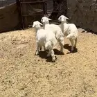 طليان