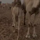 حاشي بري الخرمه