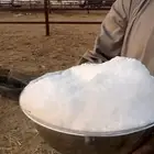 خلفه هديه حليبها وافر وحالي تحتها بكره