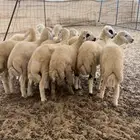 طليان شعره وطرف صنف