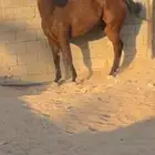 حصان انقلينزي سباق   .