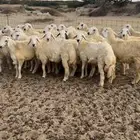 طليان جبره