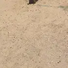 خروف نعيمي