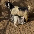 عنز حليب طيبه معها تيوس دواغير