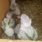 فرخ كنيور