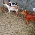جفار جنوبيات