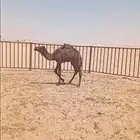 قعود عمره اربعه شهور طايش على حليب امه وشعير موفعه عرجاء