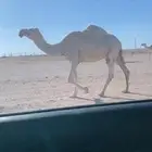 خفوت وضحا