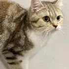 قطه انثى سكوتش ستريت للبيع