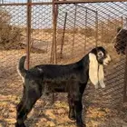 مشروع فحل ابوه طيب وجاي تؤم والبيع سمح
