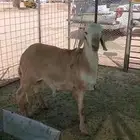 فحل سأملي البيع الموقع ساجر