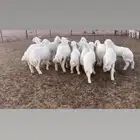 بهم