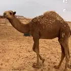 قعود للبيع