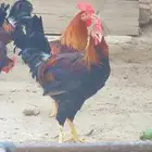 ديوك بلدي ترثة