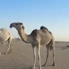 للبيع بكرة شقحا