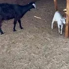 عنر  عارضيه متبوعه بجفره