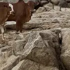 حسلان