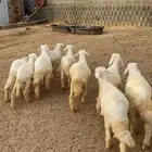 بهم