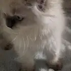 قطط