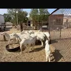 غنم حري طيبه