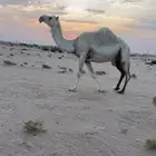 ناقه حايل للبيع