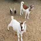 تيوس بورقت