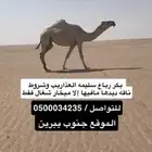 ضروبه وضحا