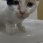 قط مفقود