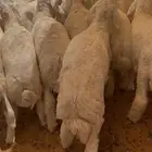 ذبايح حري ( توصيل جميع احياء الرياض )