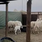 ضان حرش خلفيات