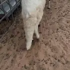 سواكن مرابي
