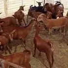 معزا جنوبية تهاميه للبيع