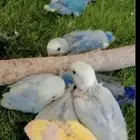 مطلوب فرووخ روز كروان جمله