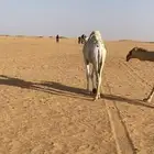 قعود طيب للبيع