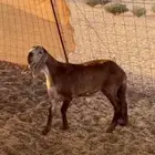 طلي سواكني درماني