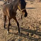 مهر حصان شعبي