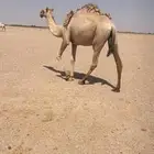 بكره طيبه