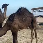 قعود