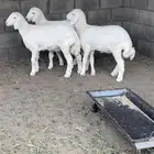 رخال كفوو مقنوي و ذبايح