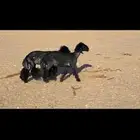 تم البيع