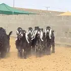 جفرات عوارض صنف