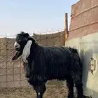 تيس فحل شرط عارضي