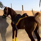 حصان واهو