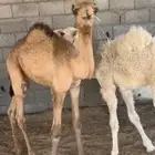قعدان تربيه عمر ثلاثه شهور