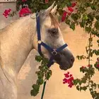 حصان عربي اوراق