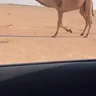للبيع القعود الفحل الكفوو