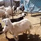 ذبايح حريات وسواكن