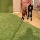 شاه تحتها تيس كفو