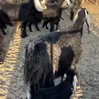 معزا خلفات عارضيات